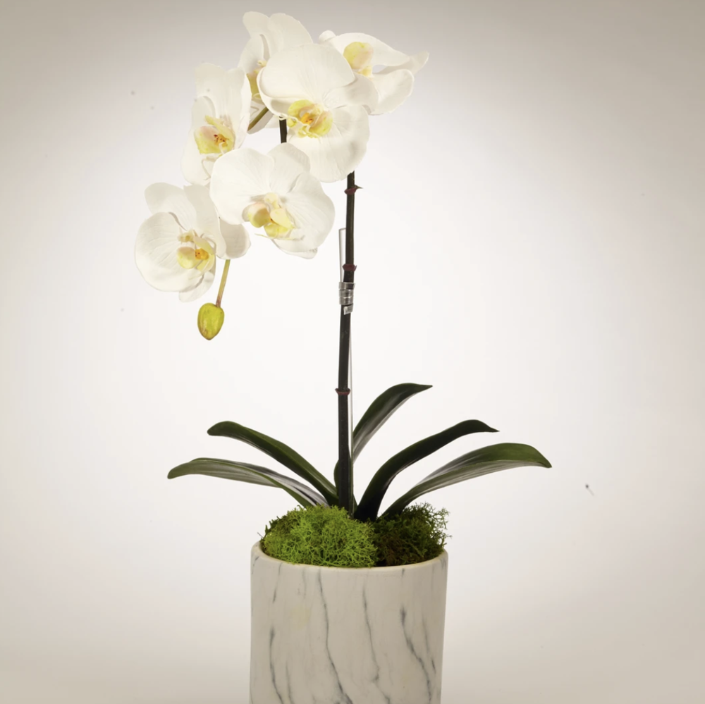 T&C Floral orchid